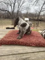 Choc/wht Roan Male, a male Cocker Spaniel for sale in Brainerd, MN – Photo 4 of 6