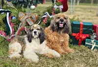 Choc/wht Roan Male, a male Cocker Spaniel for sale in Brainerd, MN – 10 of 10