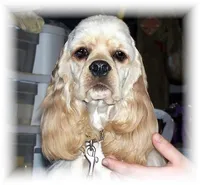  Buff Male, a male Cocker Spaniel for sale in Brainerd, MN – 10 of 10