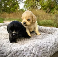  Buff Male, a male Cocker Spaniel for sale in Brainerd, MN – 5 of 10