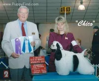  Choc/wht Male, a male Cocker Spaniel for sale in Brainerd, MN – 7 of 7