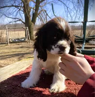  Choc/wht Male, a male Cocker Spaniel for sale in Brainerd, MN – Photo 2 of 5