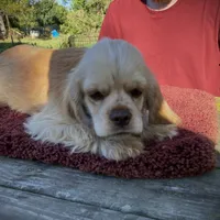 Buff Male, a male Cocker Spaniel for sale in Brainerd, MN – Photo 4 of 8