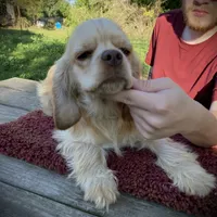 Buff Male, a male Cocker Spaniel for sale in Brainerd, MN – Photo 8 of 8