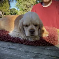Buff Male, a male Cocker Spaniel for sale in Brainerd, MN – Photo 6 of 8