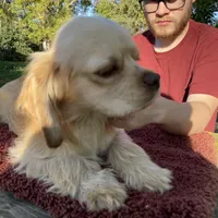 Buff Male, a male Cocker Spaniel for sale in Brainerd, MN – Photo 1 of 8