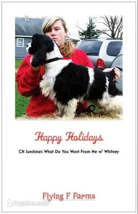  Choc/wht Male, a male Cocker Spaniel for sale in Brainerd, MN – Photo 5 of 5