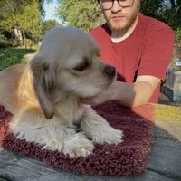 Buff Male, a male Cocker Spaniel for sale in Brainerd, MN – Photo 2 of 8