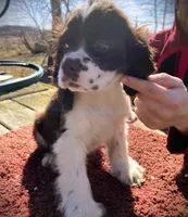  Choc/wht Male, a male Cocker Spaniel for sale in Brainerd, MN – Photo 3 of 5