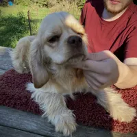 Buff Male, a male Cocker Spaniel for sale in Brainerd, MN – Photo 3 of 8