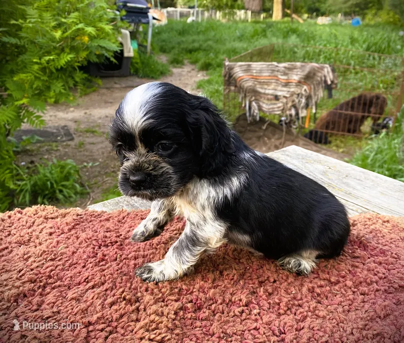 Black/wht  Female – Cocker Spaniel puppy for sale in Brainerd, MN