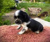 Black/wht  Female, a female Cocker Spaniel for sale in Brainerd, MN – 1 of 8