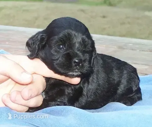 Black Female – Cocker Spaniel puppy for sale in Brainerd, MN