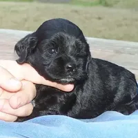 Black Female, a female Cocker Spaniel for sale in Brainerd, MN – Photo 1 of 8