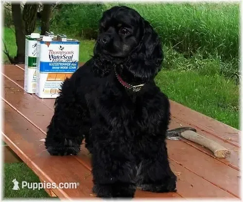 Choc/wht Male , a male Cocker Spaniel for sale in Brainerd, MN – 8 of 9