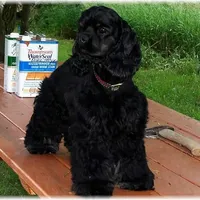 Black Female, a female Cocker Spaniel for sale in Brainerd, MN – Photo 7 of 8