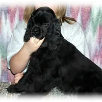 Black Female, a female Cocker Spaniel for sale in Brainerd, MN – Photo 8 of 8