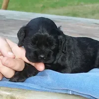 Black Female, a female Cocker Spaniel for sale in Brainerd, MN – Photo 2 of 8