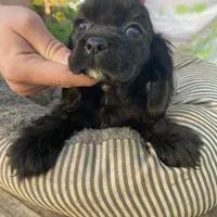 Black Female, a female Cocker Spaniel for sale in Brainerd, MN – Photo 6 of 8