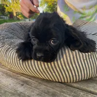 Black Female, a female Cocker Spaniel for sale in Brainerd, MN – Photo 4 of 8