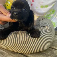 Black Female, a female Cocker Spaniel for sale in Brainerd, MN – Photo 3 of 8