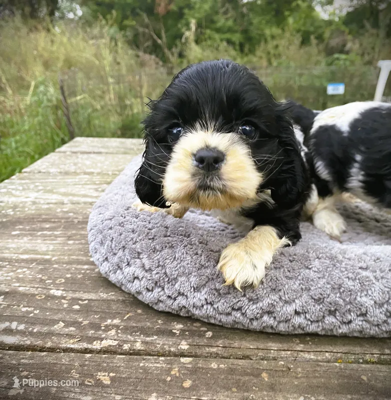 Black/wht  Female – Cocker Spaniel puppy for sale in Brainerd, MN
