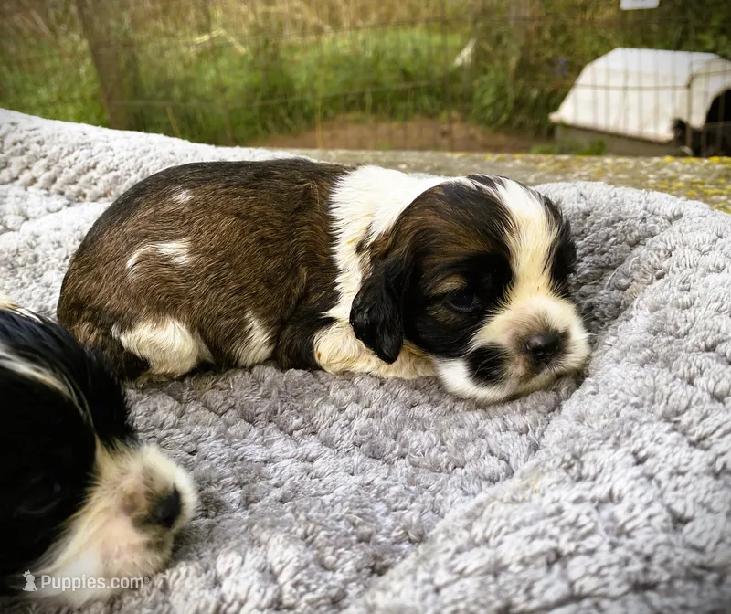 Sable/wht Parti Male – Cocker Spaniel puppy for sale in Brainerd, MN