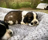 Sable/wht Parti Male, a male Cocker Spaniel for sale in Brainerd, MN – 1 of 6