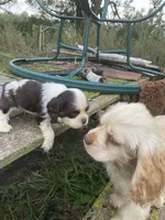 Choc/wht Male , a male Cocker Spaniel for sale in Brainerd, MN – 5 of 9