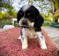 Black/Wht Tri  Male, a female Cocker Spaniel for sale in Brainerd, MN – 4 of 10
