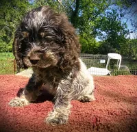 Choc/wht Roan Male, a male Cocker Spaniel for sale in Brainerd, MN – 2 of 7