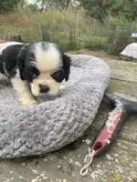 Black/wht Parti Girl, a female Cocker Spaniel for sale in Brainerd, MN – 4 of 8