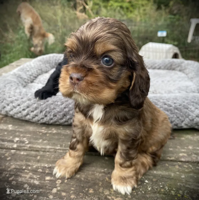 Sable  Male – Cocker Spaniel puppy for sale in Brainerd, MN