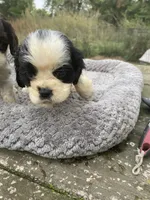 Black/wht Parti Girl, a female Cocker Spaniel for sale in Brainerd, MN – 3 of 8