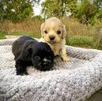  Buff Male, a male Cocker Spaniel for sale in Brainerd, MN – 4 of 10
