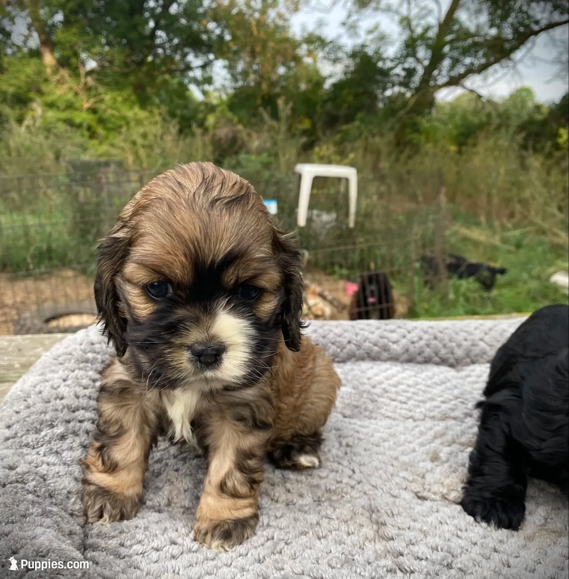 Sable Female, a female Cocker Spaniel for sale in Brainerd, MN – 2 of 10