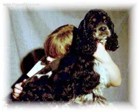 Black Female, a female Cocker Spaniel for sale in Brainerd, MN – 8 of 8