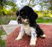 Black/Wht Tri  Male, a female Cocker Spaniel for sale in Brainerd, MN – 3 of 10