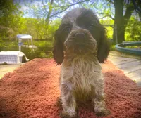  Choc/wht Roan Male, a male Cocker Spaniel for sale in Brainerd, MN – 2 of 6