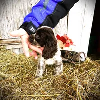 Choc/Wht Parti/Roan Female, a female Cocker Spaniel for sale in Brainerd, MN – Photo 2 of 7