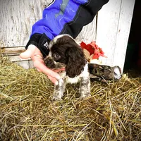 Choc/Wht Parti/Roan Female, a female Cocker Spaniel for sale in Brainerd, MN – Photo 3 of 7