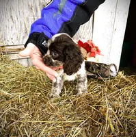 Choc/Wht Parti/Roan Female, a female Cocker Spaniel for sale in Brainerd, MN – Photo 3 of 7