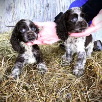Choc/Wht Parti/Roan Female, a female Cocker Spaniel for sale in Brainerd, MN – Photo 5 of 7