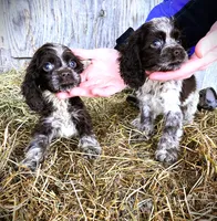 Choc/Wht Parti/Roan Female, a female Cocker Spaniel for sale in Brainerd, MN – Photo 5 of 7