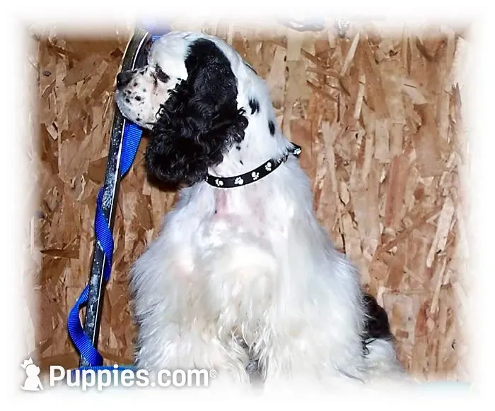 Black/Wht Tri  Male, a female Cocker Spaniel for sale in Brainerd, MN – 7 of 10