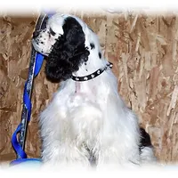 Choc/Wht Parti/Roan Female, a female Cocker Spaniel for sale in Brainerd, MN – Photo 7 of 7