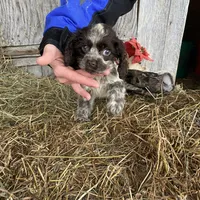 Choc/Wht Parti/Roan Female, a female Cocker Spaniel for sale in Brainerd, MN – Photo 1 of 7