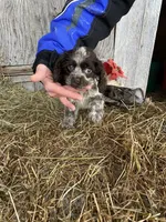 Choc/Wht Parti/Roan Female, a female Cocker Spaniel for sale in Brainerd, MN – Photo 1 of 7