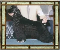 Choc/Wht Parti/Roan Female, a female Cocker Spaniel for sale in Brainerd, MN – 9 of 10