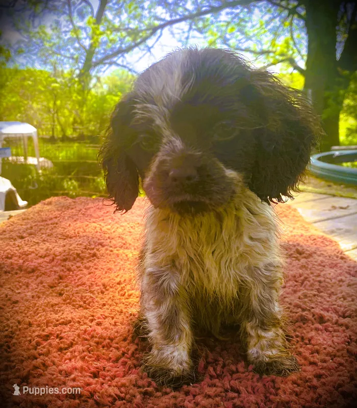  Choc/wht Roan Male – Cocker Spaniel puppy for sale in Brainerd, MN